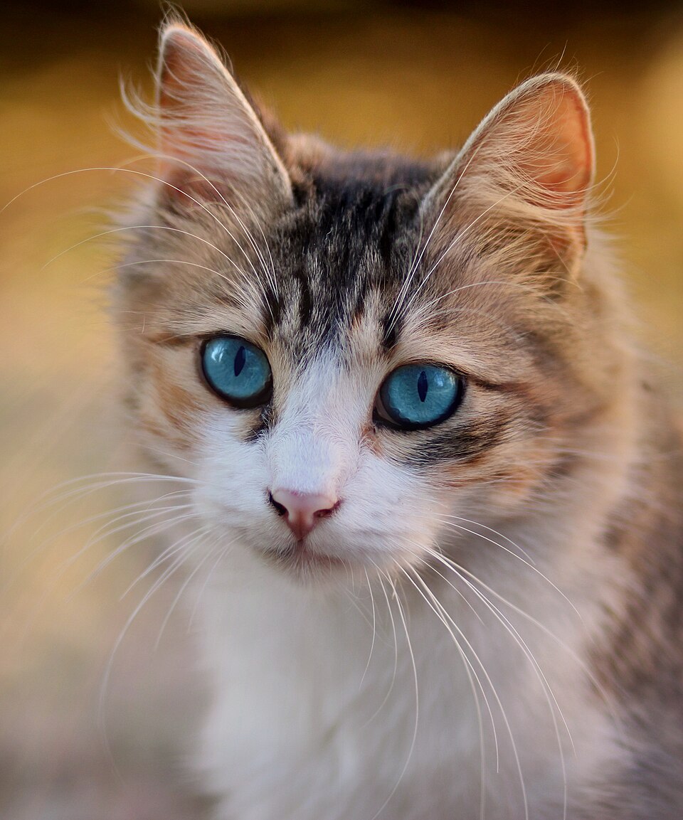 A fluffy tabby cat with bright blue eyes looking straight at the camera