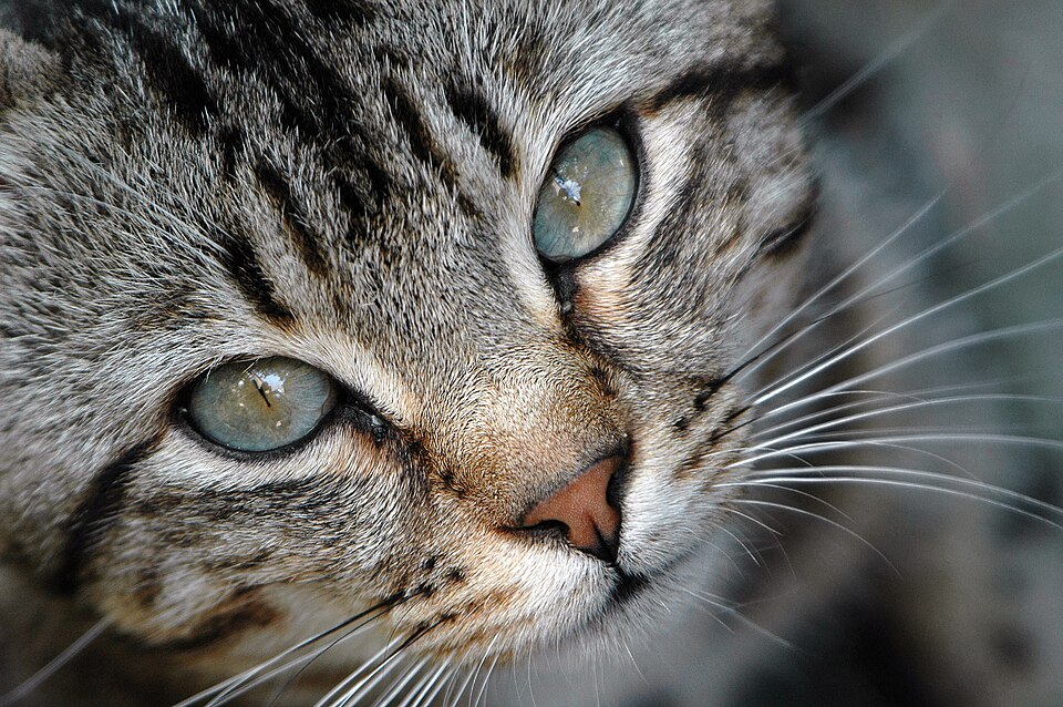 Close-up photograph of a grey-brown tabby cat with pale green eyes