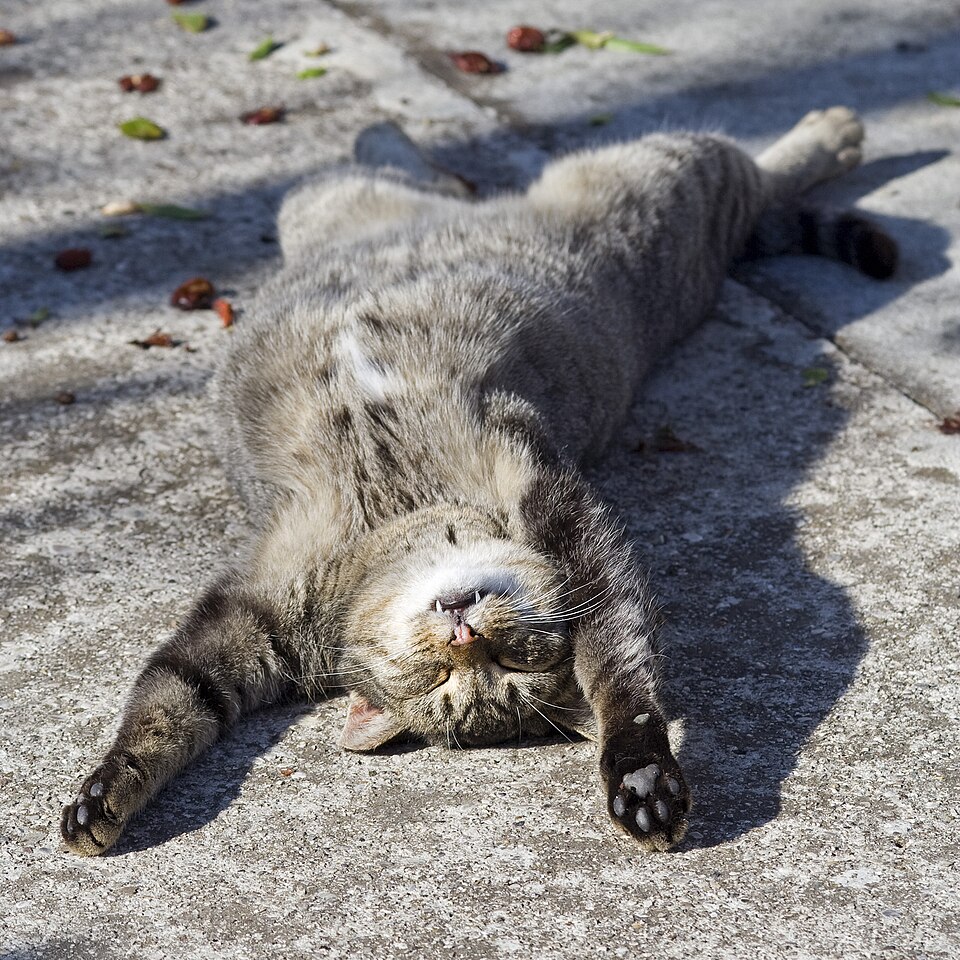 Photograph of a relaxed tabby cat stretched out on the ground